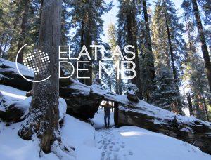 Visitar el Parque de SEQUOIA en invierno