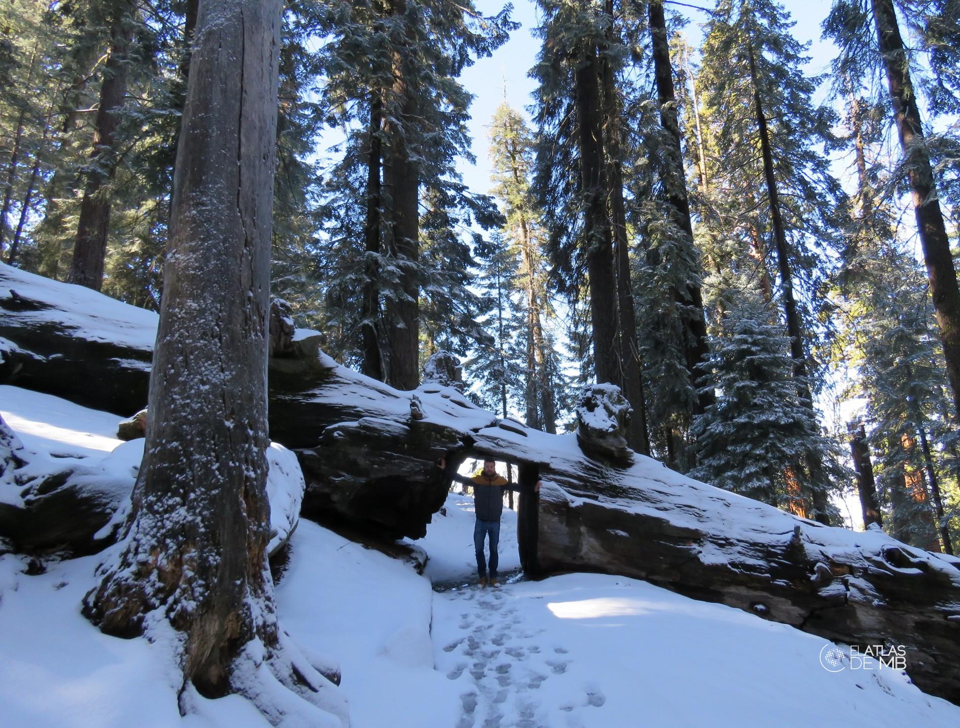 Sequoia Park en invierno