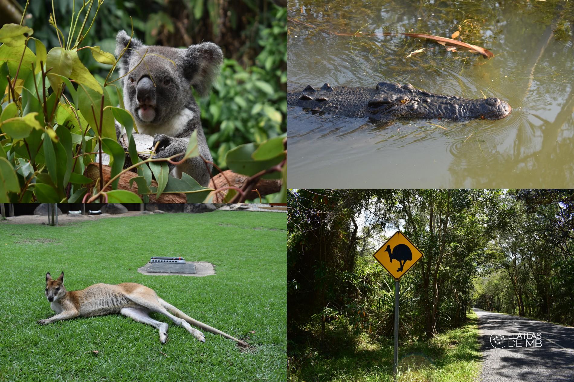 Fauna de Australia