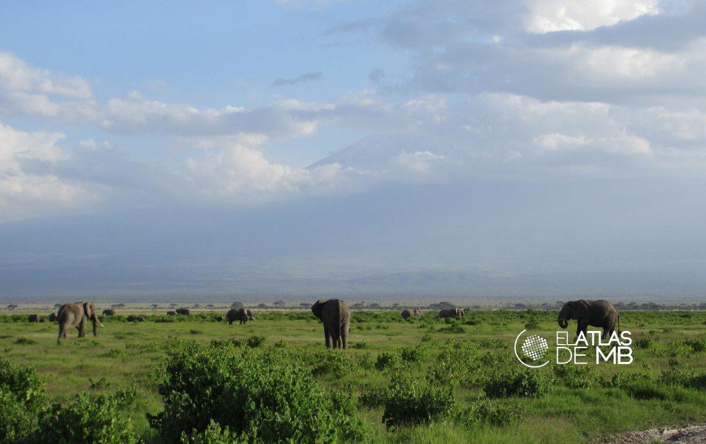 Visitar AMBOSELI, elefantes bajo el Kilimanjaro