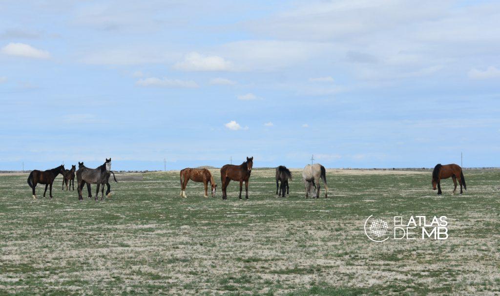 Viajar a KAZAJSTÁN, el caballo de la gran estepa